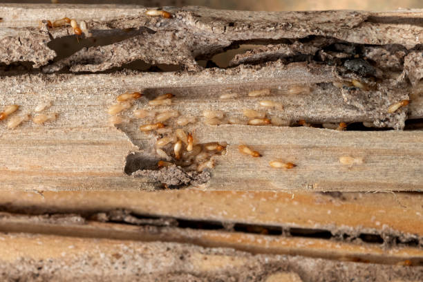 Best Rodent Control Near Me  in Wheat Ridge, CO