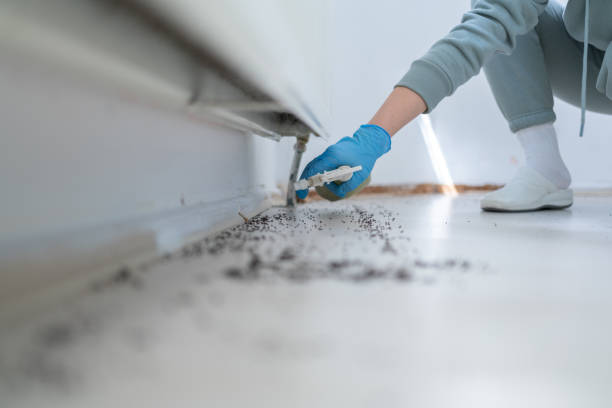 Best Affordable Pest Control Services  in Wheat Ridge, CO