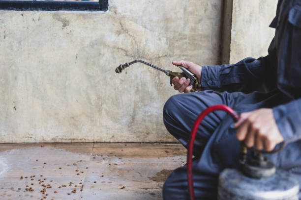 Best Flea Control Services  in Wheat Ridge, CO